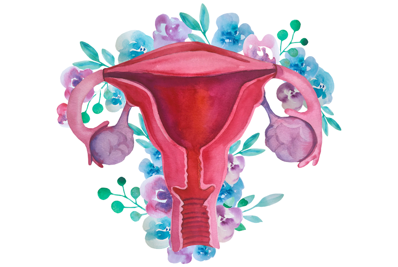Clase 3 - Nutrición y microbiota vaginal e intestinal ---